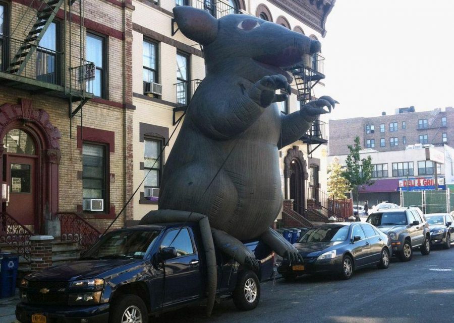 Now a common sight on Bathgate, the rat is a part of a protest by carpenters employed by a university-hired contractor. (Photo by Jeffrey Coltin/The Ram)