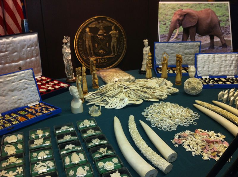 For the second year in a row, the Wildlife Conservation Society throws its support behind an organization. (Courtesy of Manhattan District Attorney)