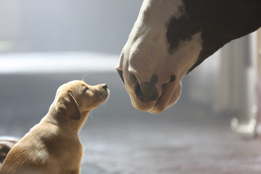 Super Bowl Brings Touching and Humorous Commercials
