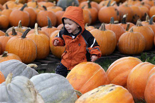 Mitchell Hillman, 2, picks out a pumpkin for Halloween at Kelkenberg Farm in Akron, N.Y., Monday, Oct. 8, 2012. (AP Photo/David Duprey)