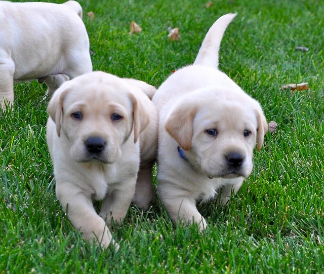 Pet Therapy Provides Stress Relief to Students