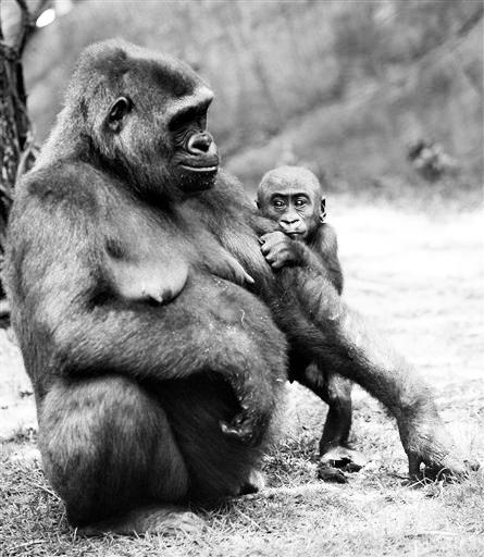 Imani, left, a western lowland gorilla, stands with her unnamed son born Feb. 19, 2006 in the Congo Gorilla Forest exhibit at the Bronx Zoo, Tuesday, Aug. 22, 2006 in New York. (AP Photo/Mary Altaffer)