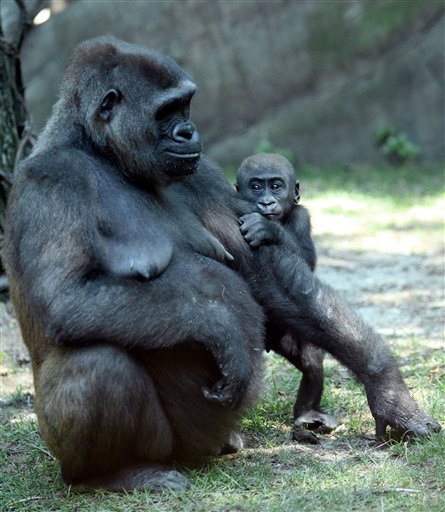 Imani, left, a western lowland gorilla, stands with her unnamed son born Feb. 19, 2006 in the Congo Gorilla Forest exhibit at the Bronx Zoo, Tuesday, Aug. 22, 2006 in New York. (AP Photo/Mary Altaffer)