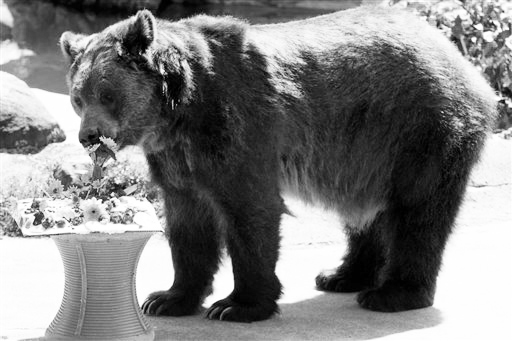 Archie, a 13-year-old male grizzly bear, smells the flowers on a cake made of bear chow, gelatin, yogurt and berries before eating it in the Big Bears exhibit at the Bronx Zoo, Tuesday, Aug. 22, 2006 in New York. Children visiting the zoo decorated the cake for the bears as part of the Play Week activities running Aug. 21 through Aug. 27, 2006. (AP Photo/Mary Altaffer)