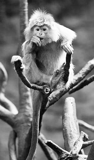 An ebony langur munches on a snack, Thursday, May 6, 2004, in the JungleWorld exhibit, an Asian rain forest, at the Wildlife Conservation Societys Bronx Zoo in New York. (AP Photo/Kathy Willens)