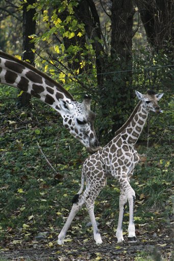 A mother Giraffe named Margaret Sukari gives her baby a lick in the African Plains exhibit,  Friday, Nov. 17, 2006 at the Bronx Zoo in New York. The baby giraffe, whose sex is still unknown, was born on Oct. 30, 2006. (AP Photo/Mary Altaffer)