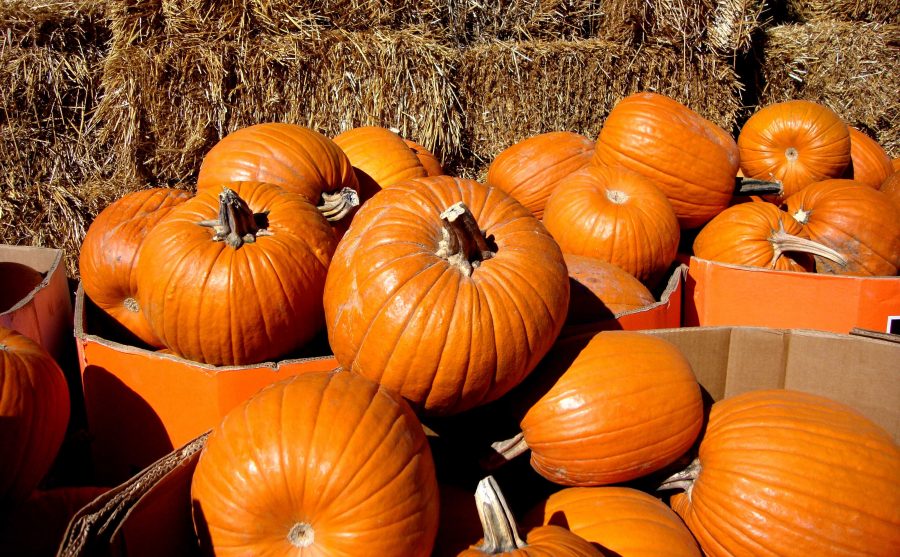 Enjoy the fall season in all its pumpkin glory without having to go to Jersey. (Courtesy of Flickr)