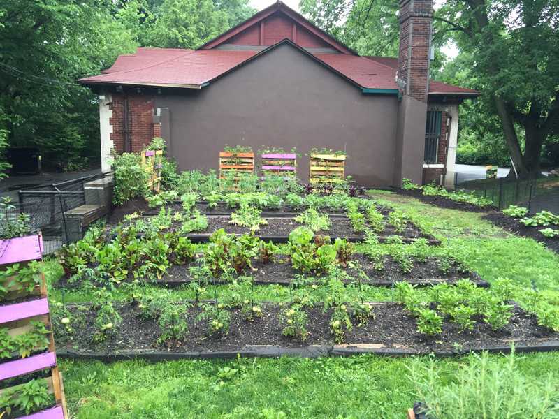 A Fordham student believes exposure to the local environment helps individual development.(Courtesy of Green Bronx Machine).