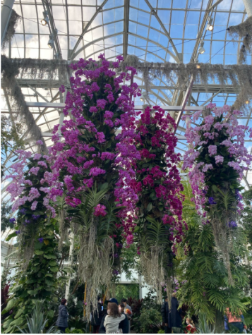 New York Botanical Gardens Annual orchid show comes back to life. (Courtesy of Hanna Devlin for The Fordham Ram)
