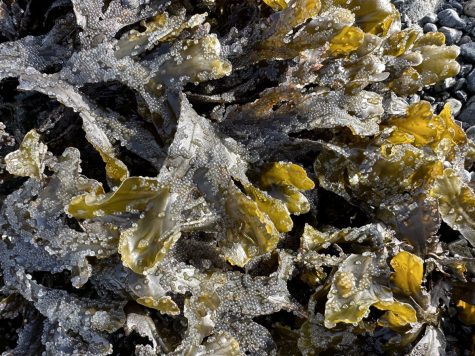 Overall, seaweed should not be held up as a cure for climate change. (Courtesy of Twitter)
