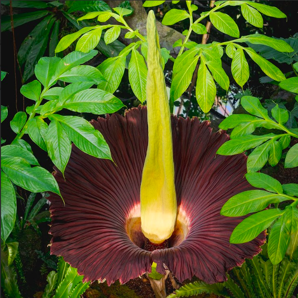 The NYBG awaits the rare blooming of its Sumatran “corpse flower.” (Courtesy of Twitter)