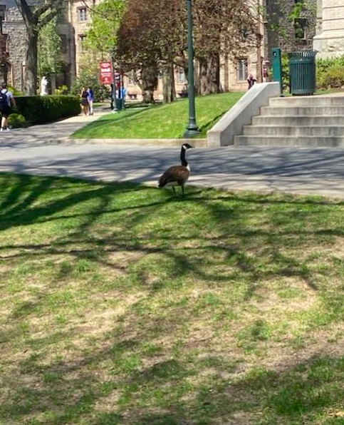 The infamous Canadian Goose patrols the lawn around Collins Hall. (Courtesy of Twitter)