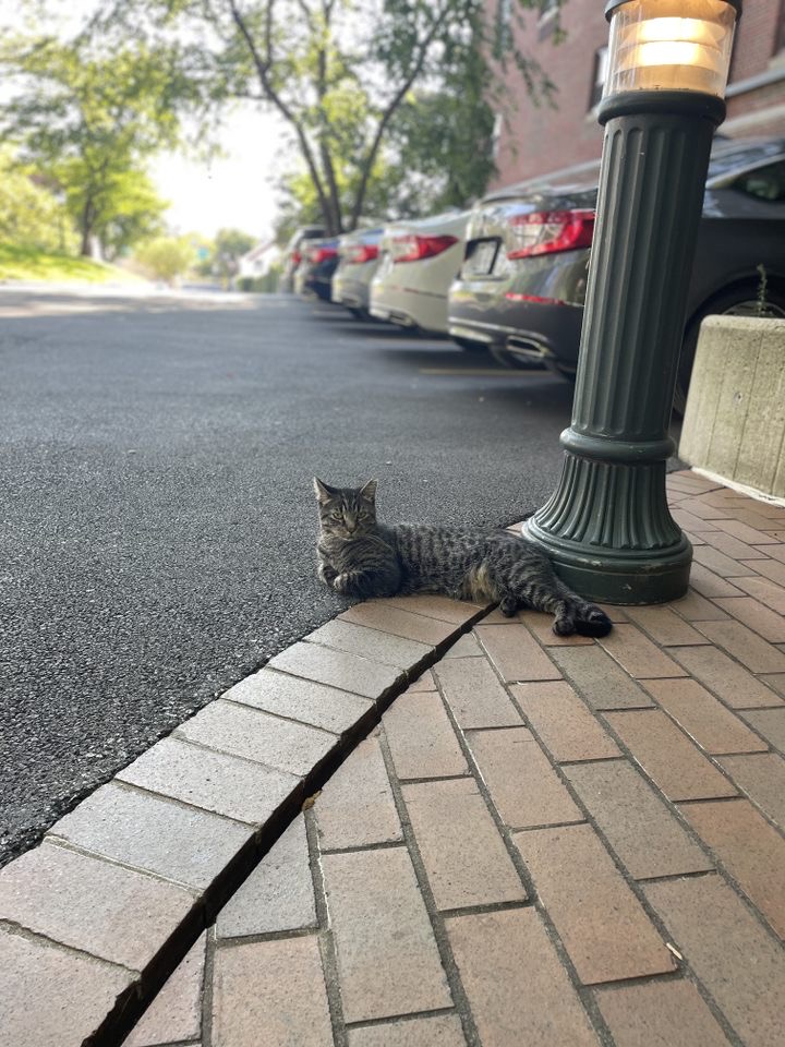  The Fordham cats are quite popular among students, with multiple Instagram accounts dedicated to their escapades. (Courtesy of Xavier Oyola for The Fordham Ram)