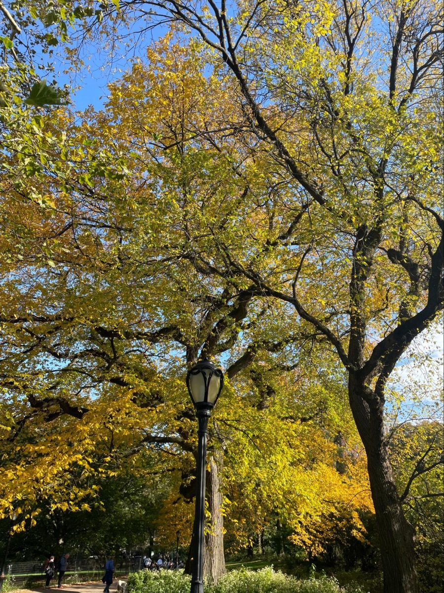The Central Park Conservancy Fall Foliage Map is a great resource to consult for peak foliage viewing. (Courtesy of Rory Donahue for The Fordham Ram)