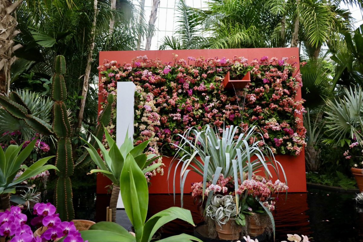 The 22nd annual orchid show is now on display at the NYBG (Courtesy of Mary Hawthorn/The Fordham Ram).