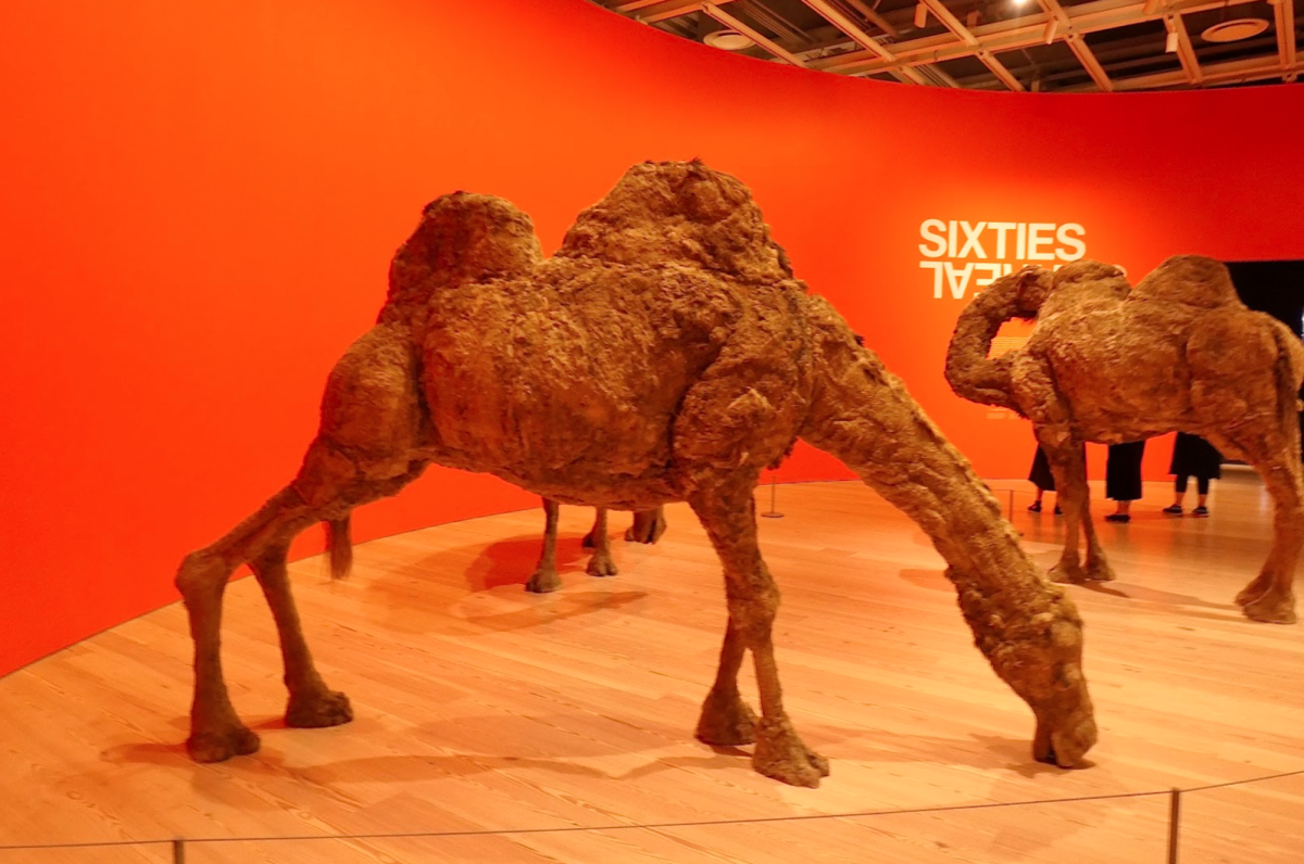 Nancy Graves, “Camel VI”, “Camel VII” and “Camel VIII”, 1968-69, mixed media (Courtesy of Elise Grin for The Fordham Ram). 

