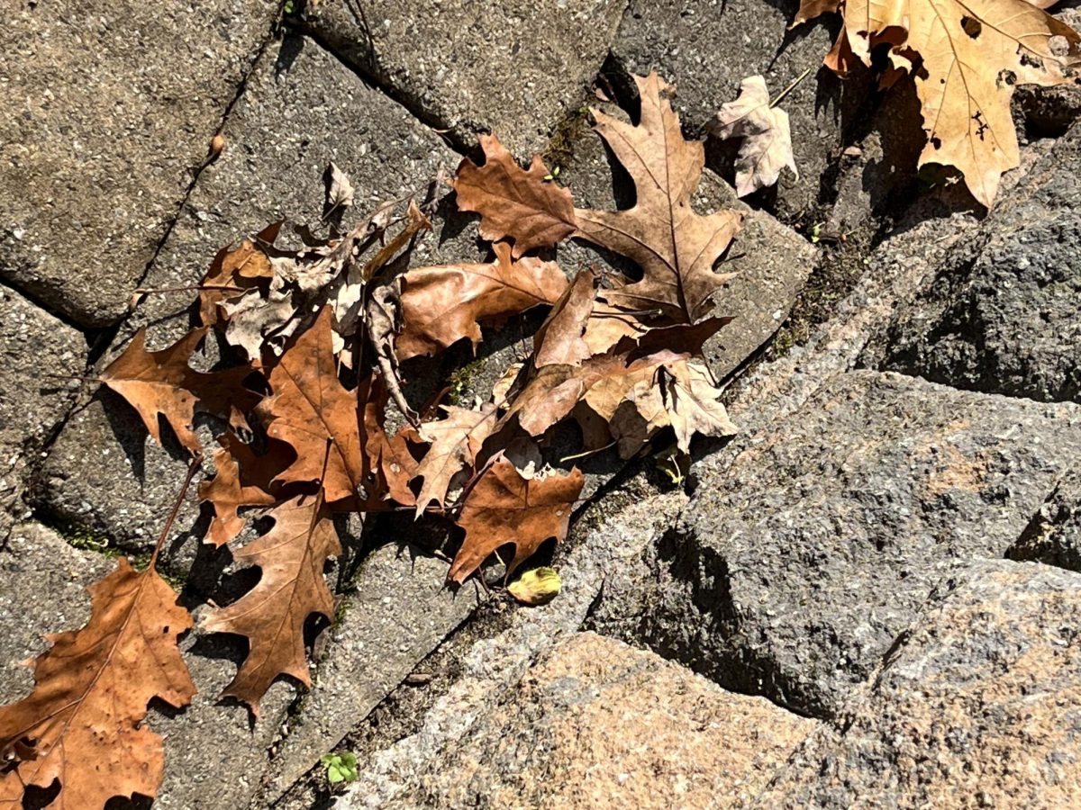 Many signs herald the season of fall, from seasonal lattes to falling leaves to cooler weather. Courtesy of Stuart Cremer/The Fordham Ram.