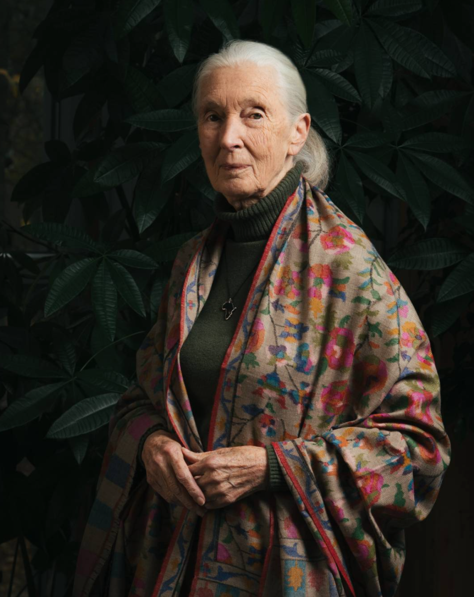 Goodall paved a new path for conservationists in her chimpanzee research. Courtesy of @janegoodallinst.