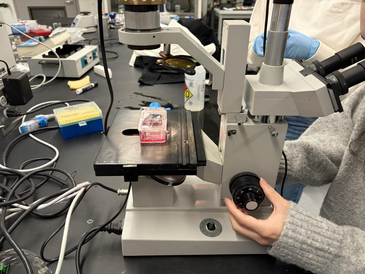 Breast cancer cells being used in Ipsita Banerjee’s laboratory research.